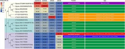 Soybean GmMYB133 Inhibits Hypocotyl Elongation and Confers Salt Tolerance in Arabidopsis
